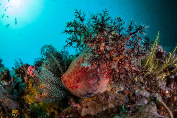 Красочное Морское Яблоко Pseudocolochirus Violaceus Использует Свои Щупальца Поймать Планктон — стоковое фото