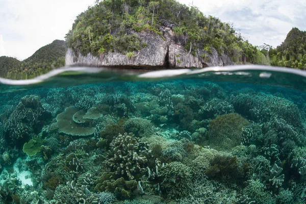在印度尼西亚的Raja Ampat岛上 健康的珊瑚礁比比皆是 这个遥远的热带地区可能蕴藏着地球上最大的海洋生物多样性 — 图库照片