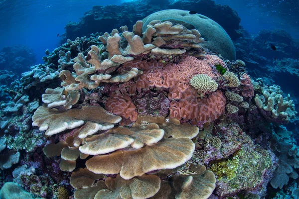 Healthy Reef Building Coral Reefs Abound Throughout Incredible Islands Solomon — Stock Photo, Image