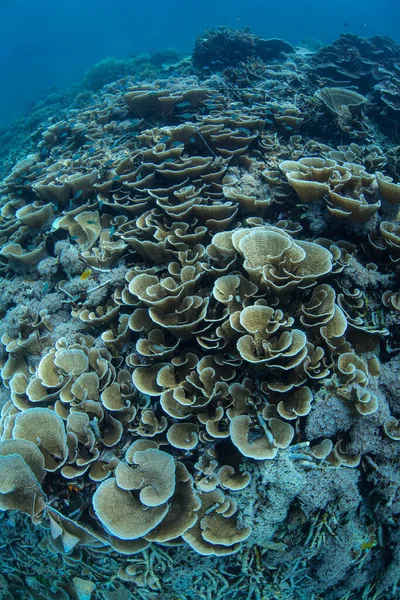 Healthy Yet Fragile Coral Reefs Abound Throughout Incredible Islands Raja — Stock Photo, Image