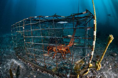A California Spiny lobster, Panulirus interruptus, is caught in a lobster trap off the coast of southern California. Most lobsters caught in California are shipped to China where demand is high. clipart