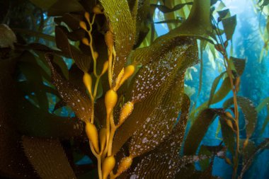 Dev yosun ormanları, Macrocystis pyrifera, Kaliforniya kıyıları boyunca soğuk sularda yetişir. Bu deniz yosunu 30 metre yüksekliğe ulaşır ve birçok tür için yaşam alanı sağlar..