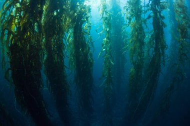 Dev yosun ormanları, Macrocystis pyrifera, Kaliforniya kıyıları boyunca soğuk sularda yetişir. Bu deniz yosunu 30 metre yüksekliğe ulaşır ve birçok tür için yaşam alanı sağlar..