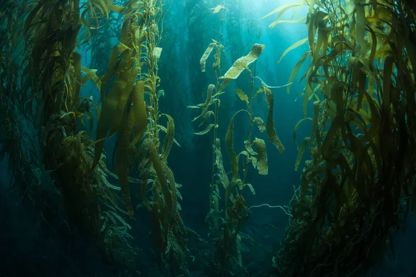 Los Bosques Algas Gigantes Macrocystis Pyrifera Crecen Comúnmente Las Frías — Foto de Stock