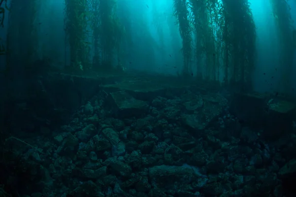 켈프의 매크로 스티스 페라는 일반적으로 캘리포니아 해안의 차가운 물에서 자란다 — 스톡 사진