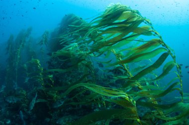 Dev yosun ormanları, Macrocystis pyrifera, Kaliforniya kıyıları boyunca soğuk sularda yetişir. Bu deniz yosunu 30 metre yüksekliğe ulaşır ve birçok tür için yaşam alanı sağlar..