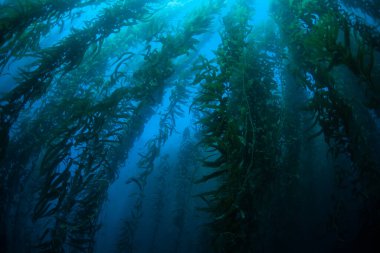 Dev yosun ormanları, Macrocystis pyrifera, Kaliforniya kıyıları boyunca soğuk sularda yetişir. Bu deniz yosunu 30 metre yüksekliğe ulaşır ve birçok tür için yaşam alanı sağlar..