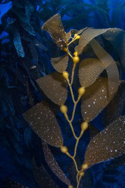 Dev yosun ormanları, Macrocystis pyrifera, Kaliforniya kıyıları boyunca soğuk sularda yetişir. Bu deniz yosunu 30 metre yüksekliğe ulaşır ve birçok tür için yaşam alanı sağlar..