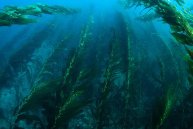 Dev yosun ormanları, Macrocystis pyrifera, Kaliforniya kıyıları boyunca soğuk sularda yetişir. Bu deniz yosunu 30 metre yüksekliğe ulaşır ve birçok tür için yaşam alanı sağlar..