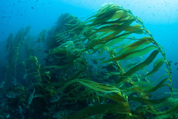 Bossen Van Reuzenkelp Macrocystis Pyrifera Groeien Vaak Koude Wateren Langs — Stockfoto