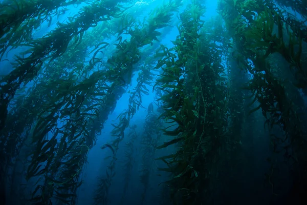 巨大な昆布の森 マクロシスチス ピリフェラは カリフォルニア沿岸の冷たい水の中で一般的に成長する この海洋藻類は高さ100フィート以上に達し 多くの種の生息地を提供します — ストック写真