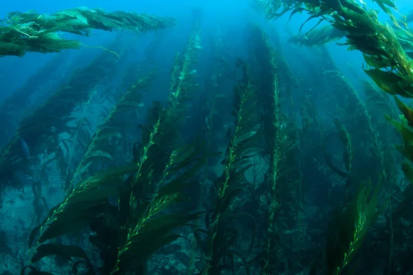 Los Bosques Algas Gigantes Macrocystis Pyrifera Crecen Comúnmente Las Frías — Foto de Stock