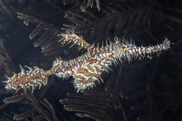 Ornate Ghost Pipefish Solenostomus Paradoxus Hovers Hydroid Colony Coral Reef — Stock Photo, Image