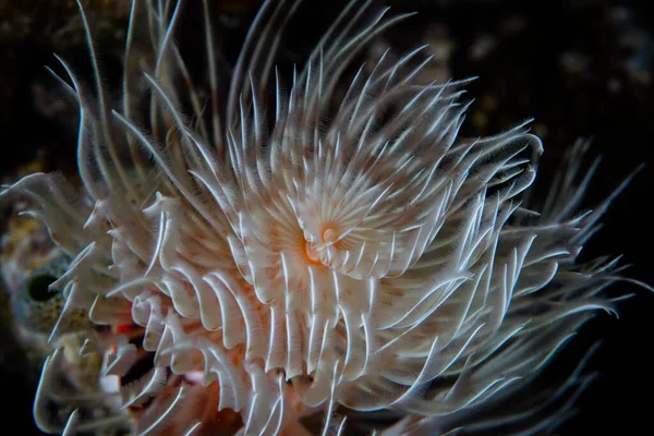 Tentacoli Wispy Onda Verme Piuma Spolverata Una Corrente Leggera Una — Foto Stock