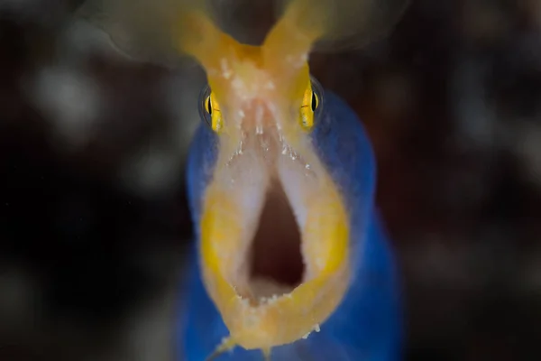 Ribbon Eel Rhinomuraena Quaesita Living Coral Reef Indonesia Opens Its — Stock Photo, Image