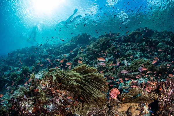 Los Buceadores Flotan Sobre Hermoso Arrecife Coral Cerca Alor Indonesia —  Fotos de Stock