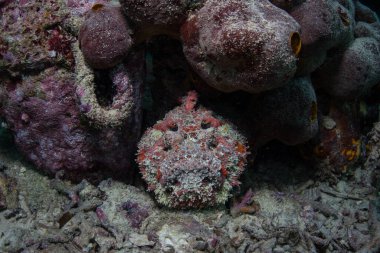 İyi kamufle edilmiş ve son derece zehirli bir resif taşbalığı olan Synanceia verrucosa, Endonezya 'nın Raja Ampat kentindeki bir rıhtımın altında avın yüzmesi için pusuya yatar..
