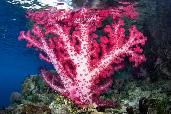 Una Vibrante Colonia Coral Blando Dendonephthya Prospera Las Aguas Poco — Foto de Stock