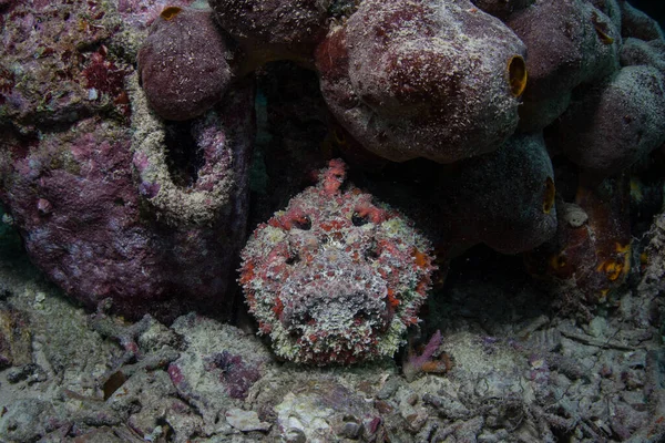 Dobře Maskovaný Vysoce Jedovatý Kameník Synanceia Verrucosa Leží Záloze Kořist — Stock fotografie