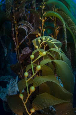 Dev yosun, Macrocystis pyrifera, Kaliforniya kıyıları boyunca akan soğuk doğu Pasifik sularında yetişir. Yosun ormanları şaşırtıcı ve çeşitli deniz biyolojik çeşitliliğini destekler..