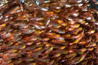 Endonezya 'nın Raja Ampat kentindeki bir mercan resifinin altında, kalın bir Altın Temizleyici sürüsü olan Parapriacanthus ransonneti yüzmektedir. Diğerleri gibi, bu balıklar da korunmak için gün içinde bir araya gelirler..