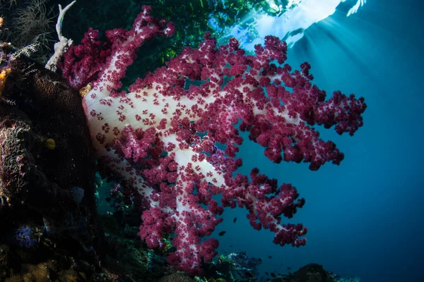 Vibrant Soft Coral Colony Dendonephthya Thrives Shallows Raja Ampat Indonesia — Stock Photo, Image