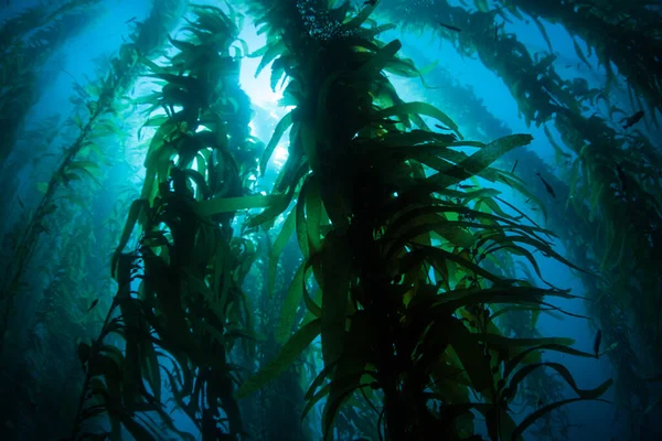 巨大な昆布は カリフォルニア州沿岸に沿って流れる冷たい東太平洋の海域で成長します ケルプの森は驚くほど多様な海洋生物多様性を支えています — ストック写真