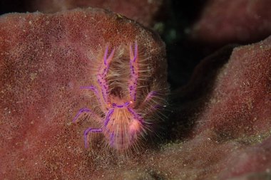 Kıllı bir ıstakoz, Lauriea Siagiani, Endonezya 'da büyük bir fıçı süngerin üzerinde sürünür. Bu özel hayvanın sağ tarafındaki karafatının altında bir parazit var..