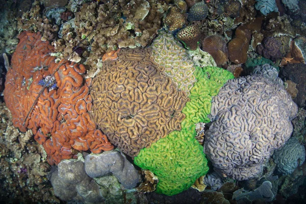 色彩斑斓的珊瑚礁生长在帕劳岩石群岛边缘的浅滩礁上 珊瑚互相竞争空间的生长和阳光 — 图库照片