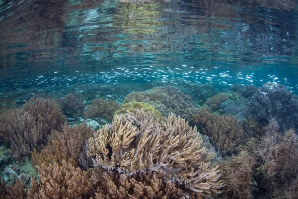 Ένα Σχολείο Μικρών Silversides Κολυμπά Πάνω Από Ρηχά Κοράλλια Που — Φωτογραφία Αρχείου