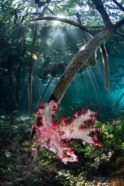 Una Vibrante Colonia Coralli Molli Cresce Margini Una Foresta Mangrovie — Foto Stock