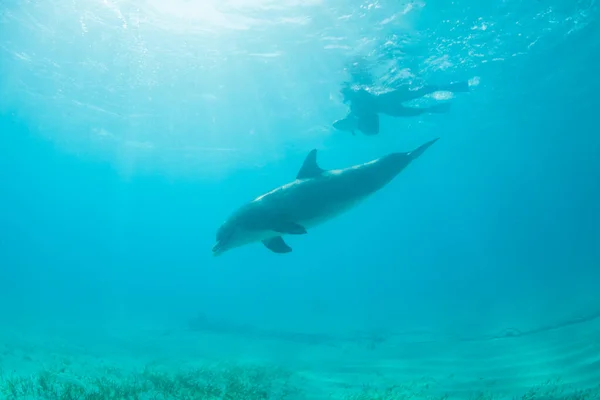 Ένα Κοινό Δελφίνι Ζιβάγκο Tursiops Truncatus Κρουαζιέρες Παιχνιδιάρικα Μέσα Από — Φωτογραφία Αρχείου
