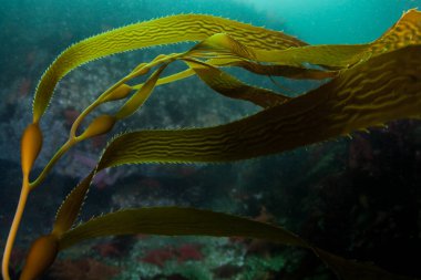 Dev yosun, Macrocystis pyrifera, Kaliforniya kıyıları boyunca akan soğuk doğu Pasifik sularında yetişir. Yosun ormanları şaşırtıcı ve çeşitli deniz biyolojik çeşitliliğini destekler..