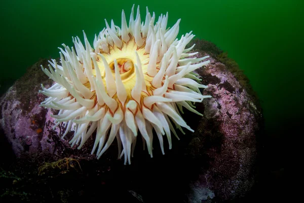 Een Kleurrijke Visetende Anemoon Urticina Piscivora Groeit Een Weelderig Kelpbos — Stockfoto