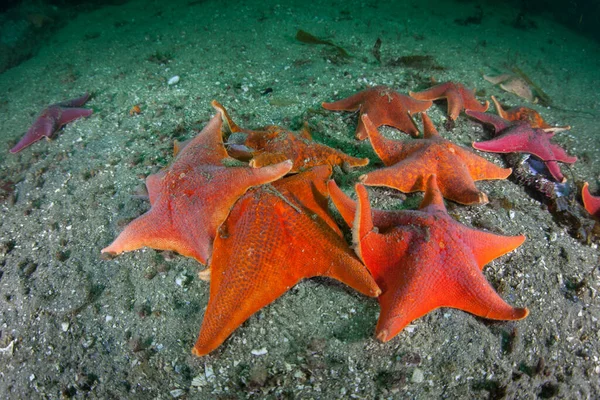 Colorful Bat Stars Patiria Miniata Crawl Seafloor Kelp Forest California — Stock Photo, Image