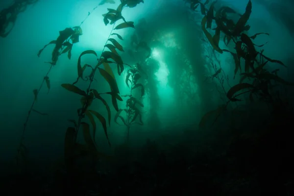Sebuah Hutan Rumput Laut Raksasa Macrocystis Pyrifera Tumbuh Perairan Pasifik — Stok Foto