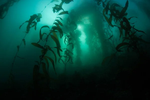 Een Bos Van Reuzenkelp Macrocystis Pyrifera Groeit Koude Oostelijke Stille — Stockfoto