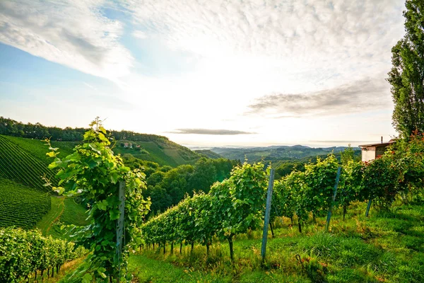 Steile wijngaard met witte wijn druiven in de buurt van een wijnmakerij in de Toscane wijnbouw gebied, Italy Europa — Stockfoto