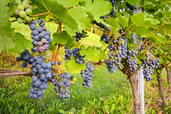 A szőlőben, a késő őszi betakarítás előtt a vörös borszőlő — Stock Fotó
