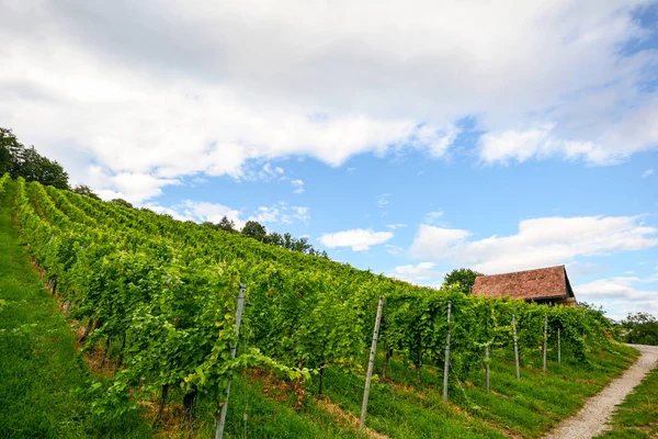 Viñedo empinado junto a una pasarela con cabaña vieja cerca de una bodega en la zona vinícola de Toscana, Italia Europa — Foto de Stock