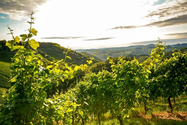 Viñedos de uva en un viñedo antiguo en la zona vitícola de Toscana, Italia Europa — Foto de Stock