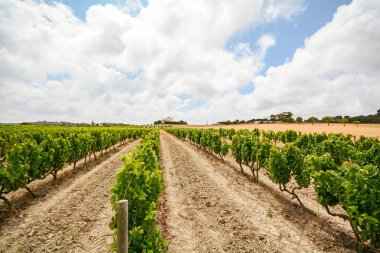 Evora, Portekiz Europe yakınındaki Alentejo şarap bölgesinde kırmızı şarap üzüm ile eski üzüm bağları