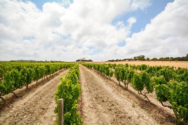 Old vineyards with red wine grapes in the Alentejo wine region near Evora, Portugal Europe clipart