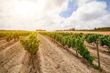 Evora, Portekiz Europe yakınındaki Alentejo şarap bölgesinde kırmızı şarap üzüm ile eski üzüm bağları