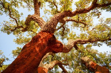 Harvested trunk of an old cork oak tree (Quercus suber) in evening sun, Alentejo Portugal Europe clipart