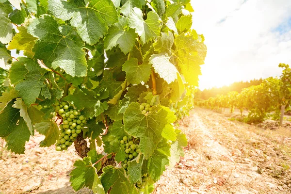Oude wijngaarden met rode wijn druiven in de regio Alentejo wijn in de buurt van Evora, Portugal Europa — Stockfoto