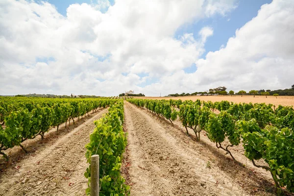 Старые виноградники с красным виноградом в винодельческом регионе Алентежу недалеко от Эворы, Португалия Европа — стоковое фото