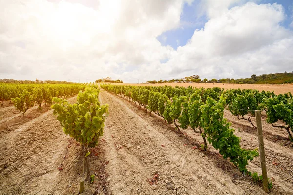 Vinhas velhas com uvas de vinho tinto na região vinícola do Alentejo, perto de Évora, Portugal Europa — Fotografia de Stock