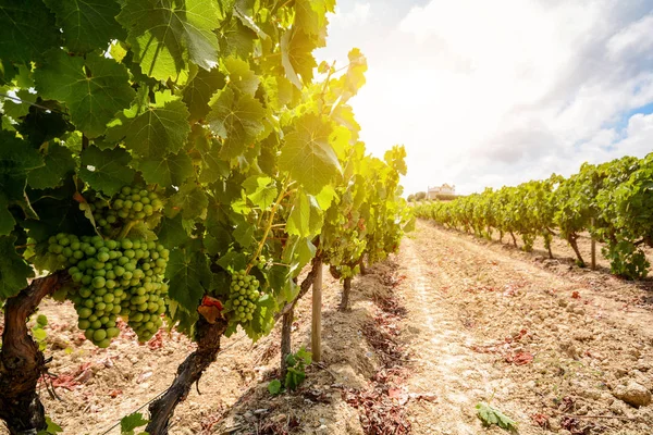 Vinhas velhas com uvas de vinho tinto na região vinícola do Alentejo, perto de Évora, Portugal Europa — Fotografia de Stock