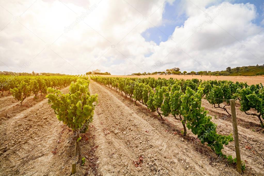 Old vineyards with red wine grapes in the Alentejo wine region near Evora, Portugal Europe